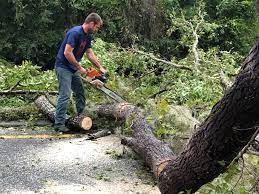 Best Tree Trimming and Pruning  in Houston, MO